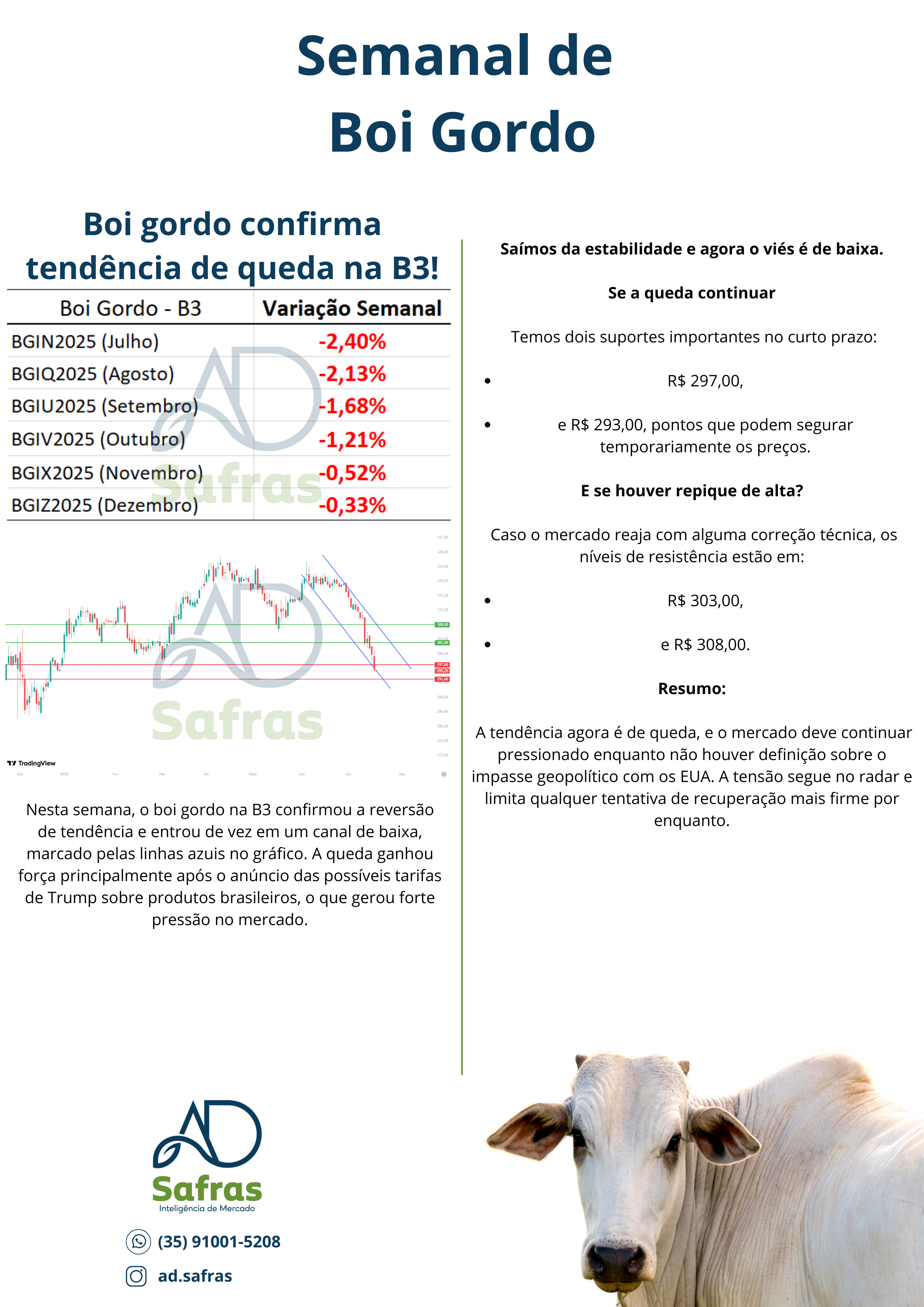 Relatório Boi Gordo
