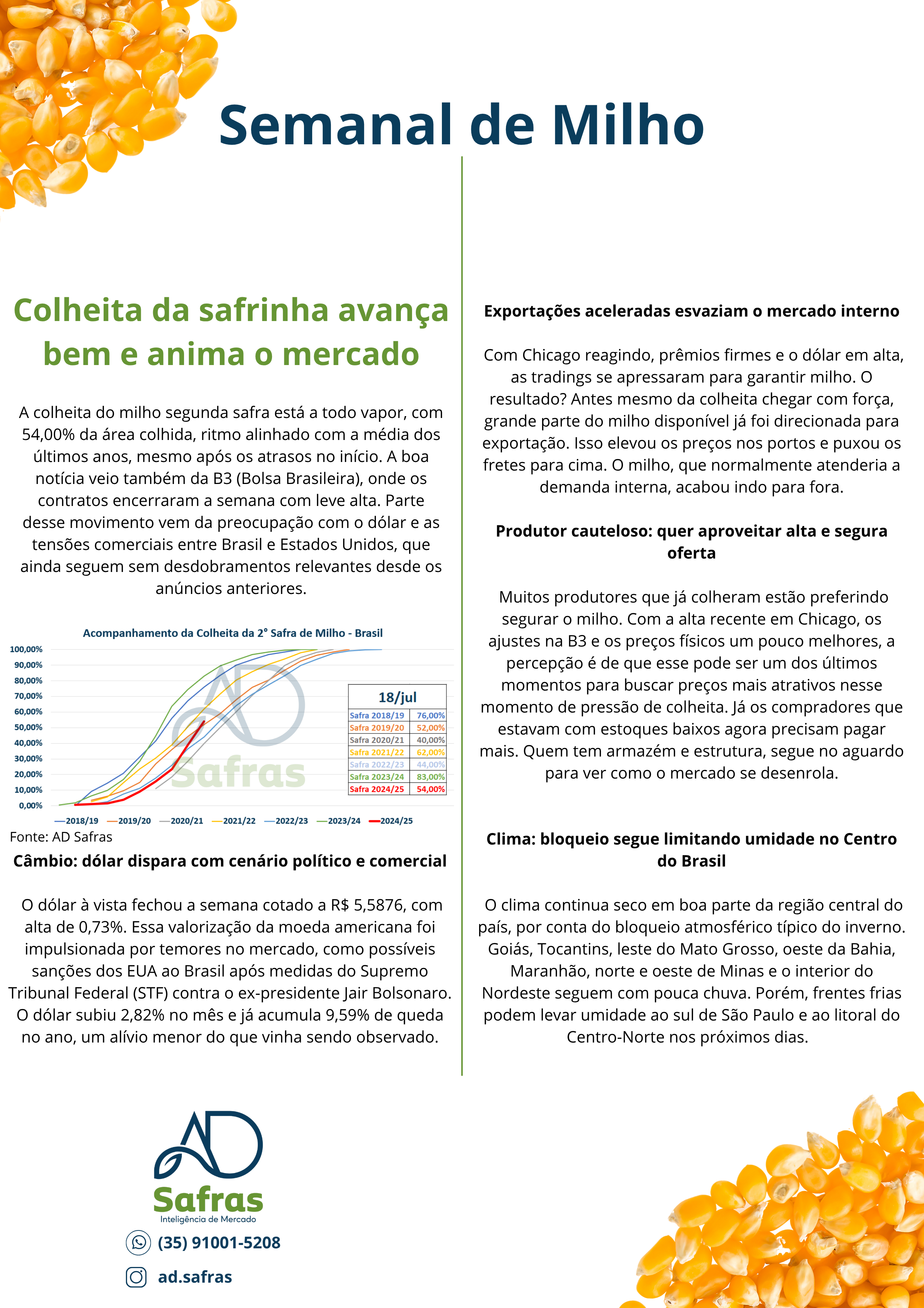 Relatório Milho